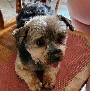 Meet your Posher, Joyce